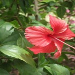 गुड़हल से बने कंडीशनर