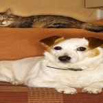 Terrier Dog  and Cat Sitting on a Sofa