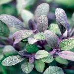 Sage