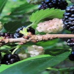 Mulberry to cure various diseases1