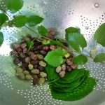 Mulberry to cure various diseases2