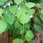 Peepal tree