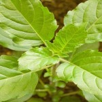 Tulsi for Beauty Benefits3