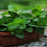 must-have-herbs-in-the-indian-kitchen-3