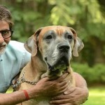 bollywood stars pets6