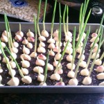 sprouted garlic benefits